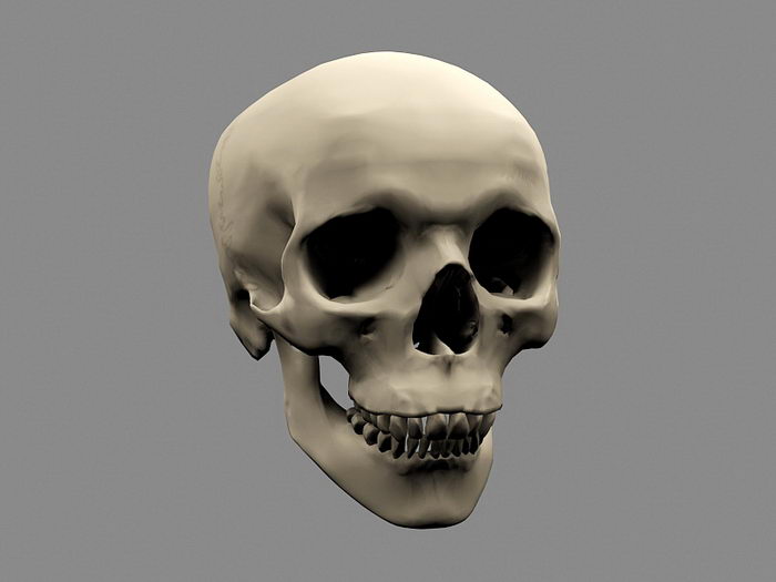 Human Skull 3d model download — 3D model download
