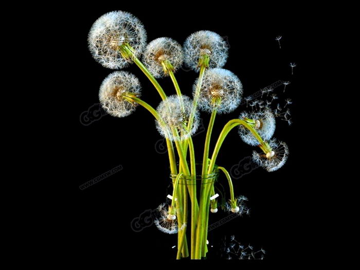 Dandelion Seed Heads 3d model download — 3D model download