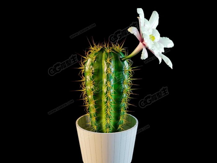 Blooming Cactus 3d model download — 3D model download
