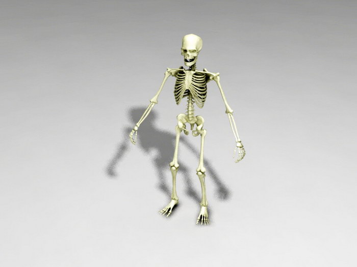 Full Human Skeleton 3d model download — 3D model download