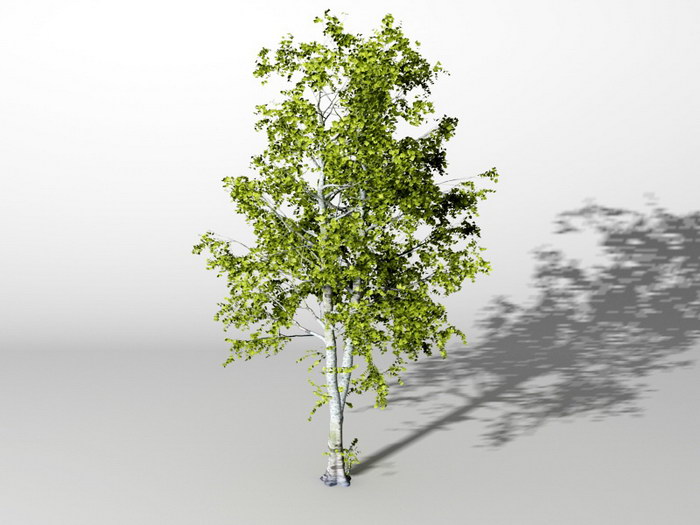 American Ash Tree 3d model download — 3D model download