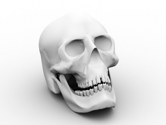Human Male Skull 3d model download — 3D model download