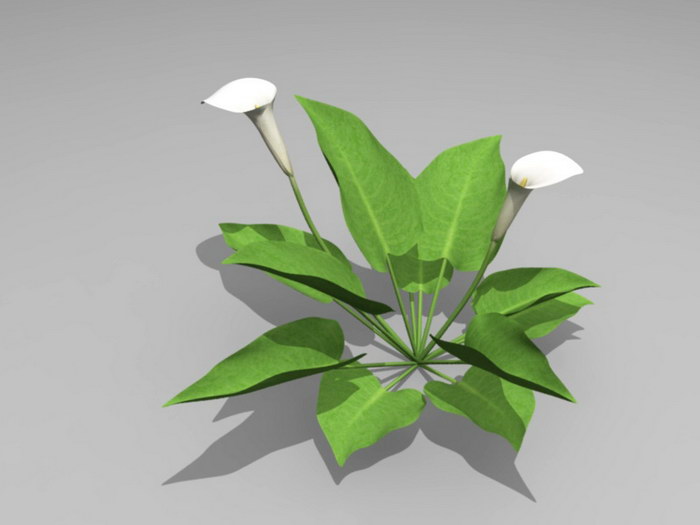 White Calla Lily Plant 3d model download — 3D model download