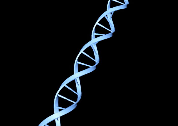 DNA Double Helix 3d model download — 3D model download