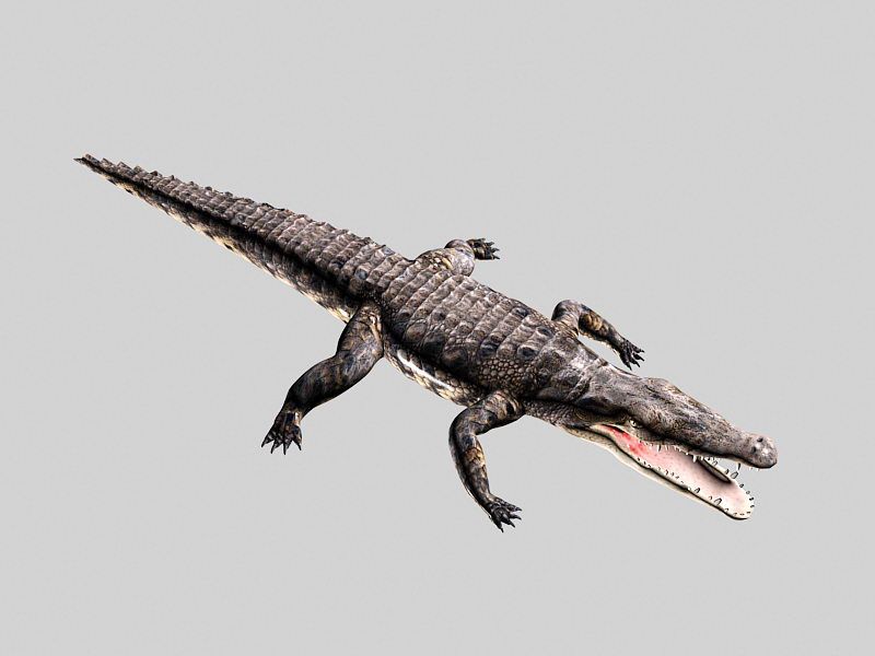 Alligator Animated Rigged 3d model download — 3D model download