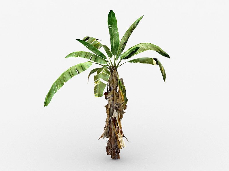 Small Banana Tree 3d model download — 3D model download
