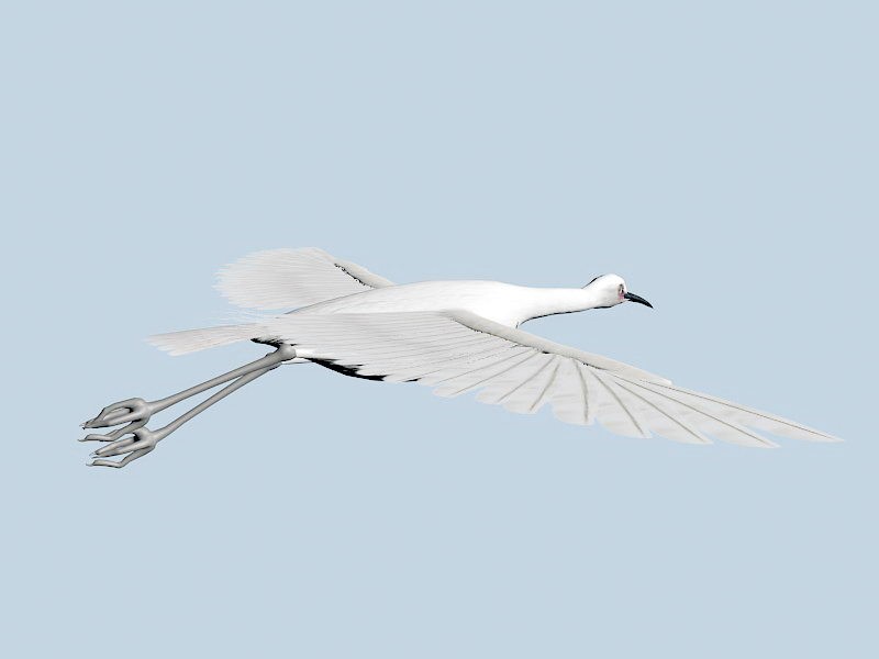 Flying Egret Bird 3d model download — 3D model download