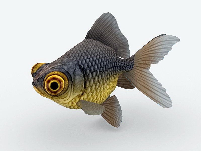 Telescope Eye Goldfish 3d model download — 3D model download