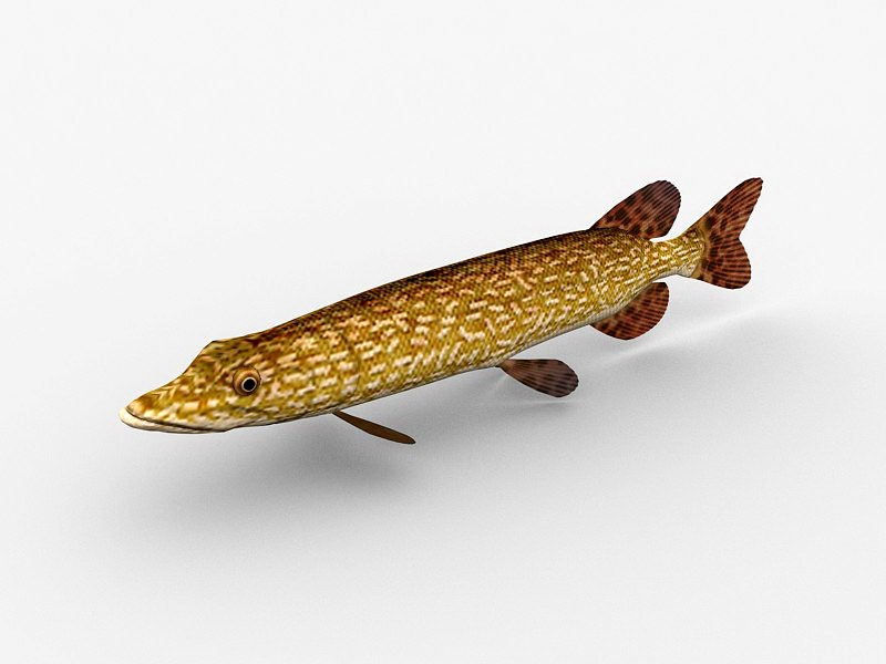 Northern Pike Fish 3d model download — 3D model download