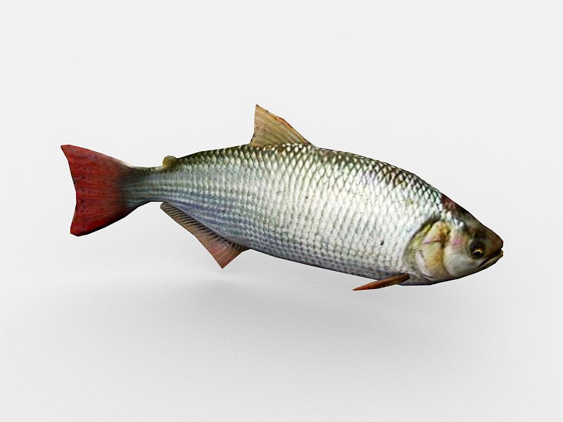 Animated Brycon Fish 3d model download — 3D model download