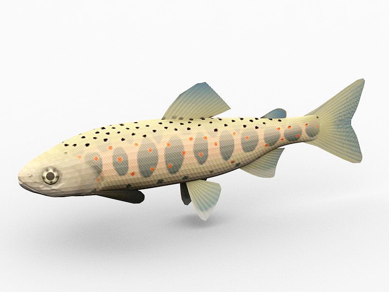 Amago Salmon Fish 3d model download — 3D model download