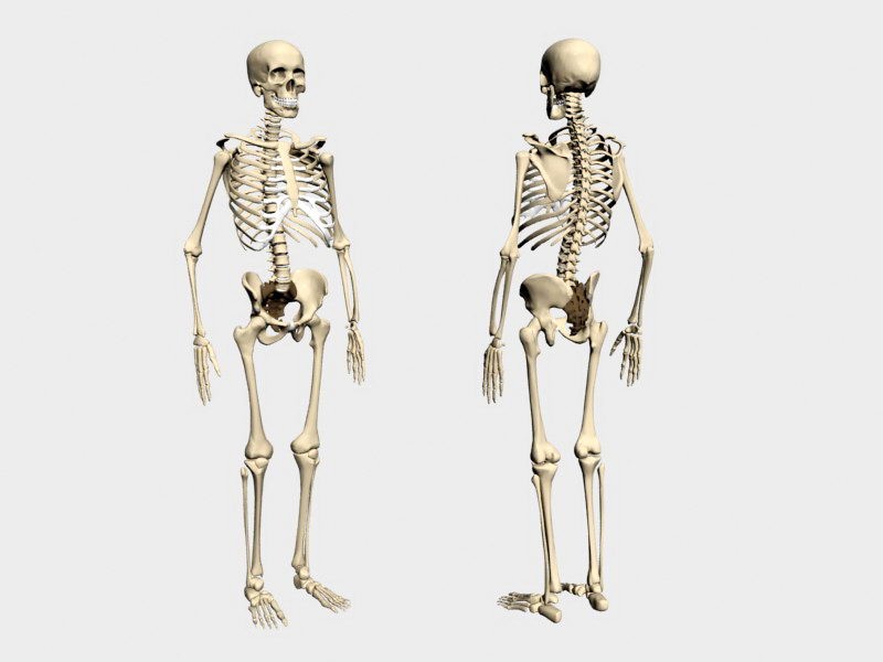 Human Skeleton 3d model download — 3D model download