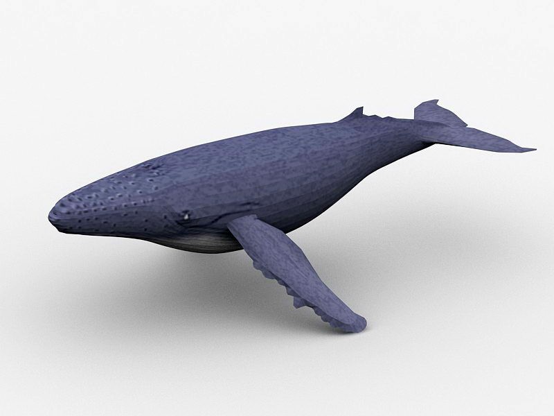 Humpback Whale 3d model download — 3D model download