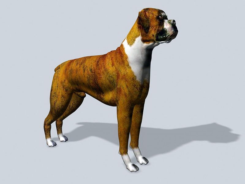 Male Bulldog 3d model download — 3D model download