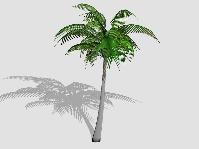Tall Coconut Tree 3d model download — 3D model download