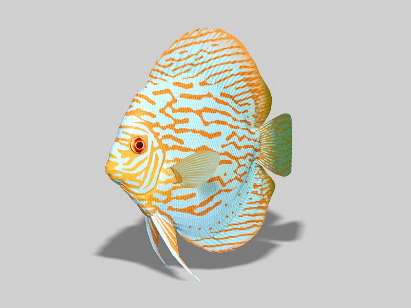 Red Turquoise Discus Fish 3d model download — 3D model download