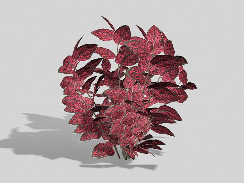 Hypoestes Phyllostachya 3d model download — 3D model download