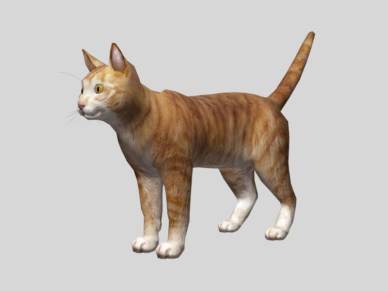 Cute Orange Cat 3d model download — 3D model download