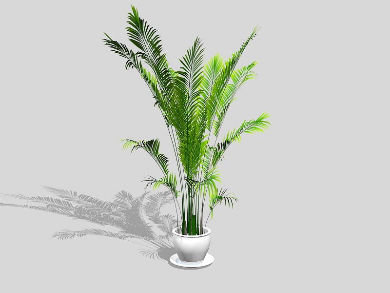 Chamaedorea Palm HousePlant 3d model download — 3D model download