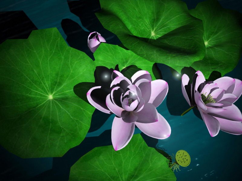 Lotus Flower Plant 3d model download — 3D model download