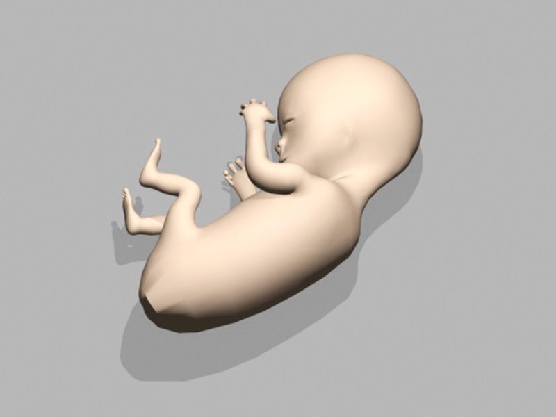 Human Embryo Fetus 3d model download — 3D model download