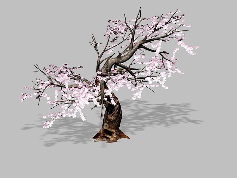 Flowering Plum Tree 3d model download — 3D model download