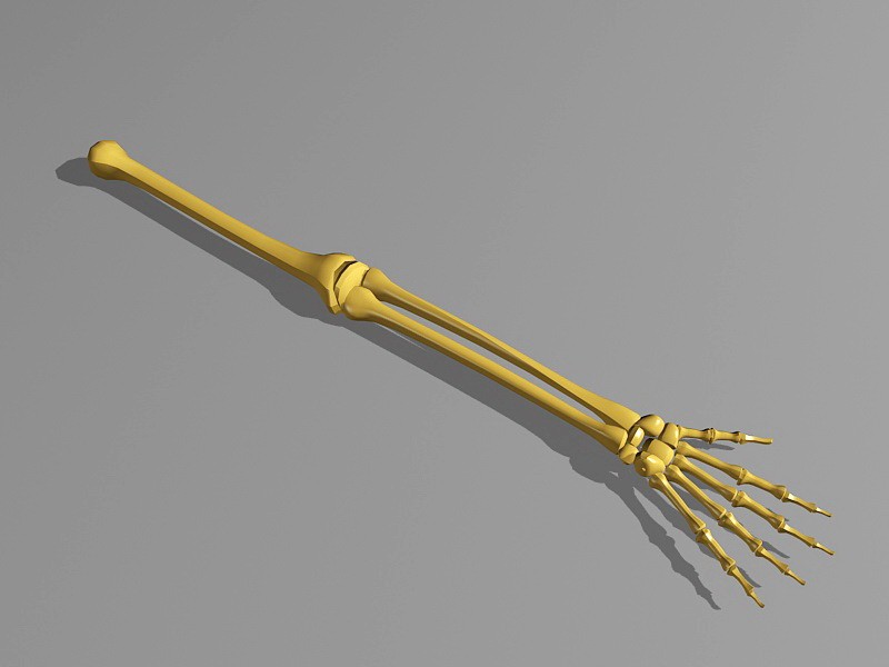 Human Skeleton Arm Bone 3d model download — 3D model download