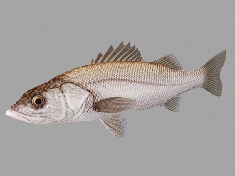 Animated Sea Bass Fish Rig 3d model download — 3D model download