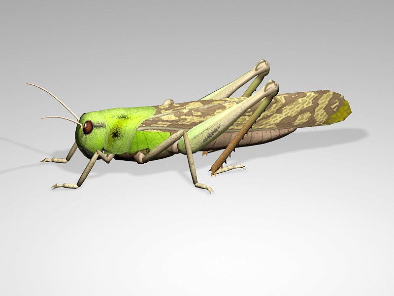 Grasshopper Cricket Insect 3d model download — 3D model download