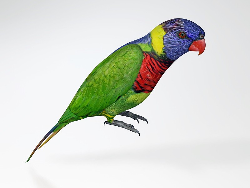 Australian Rainbow Lorikeet 3d model download — 3D model download