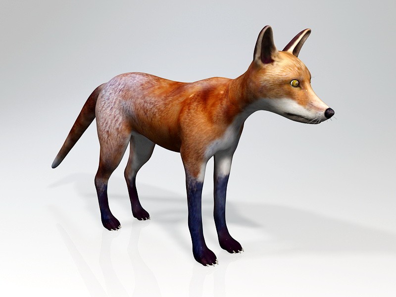 Red Fox Animal Rigged 3d model download — 3D model download