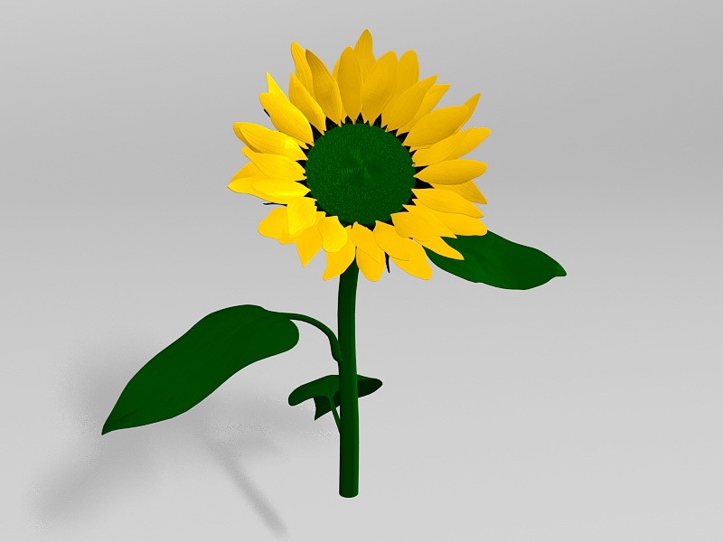 Sunflower Plant 3d model download — 3D model download