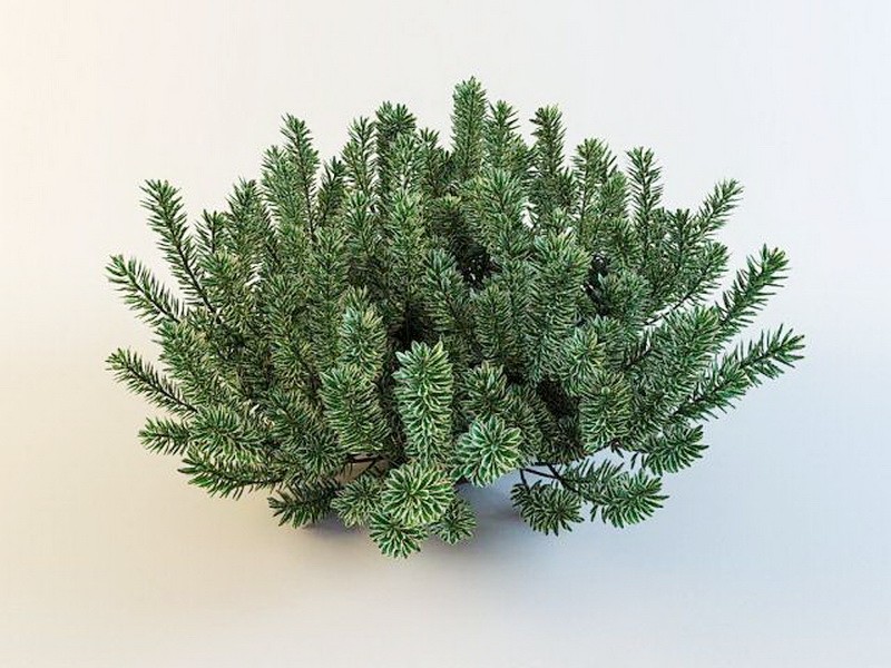 Carol Mackie Shrub Plant 3d model download — 3D model download