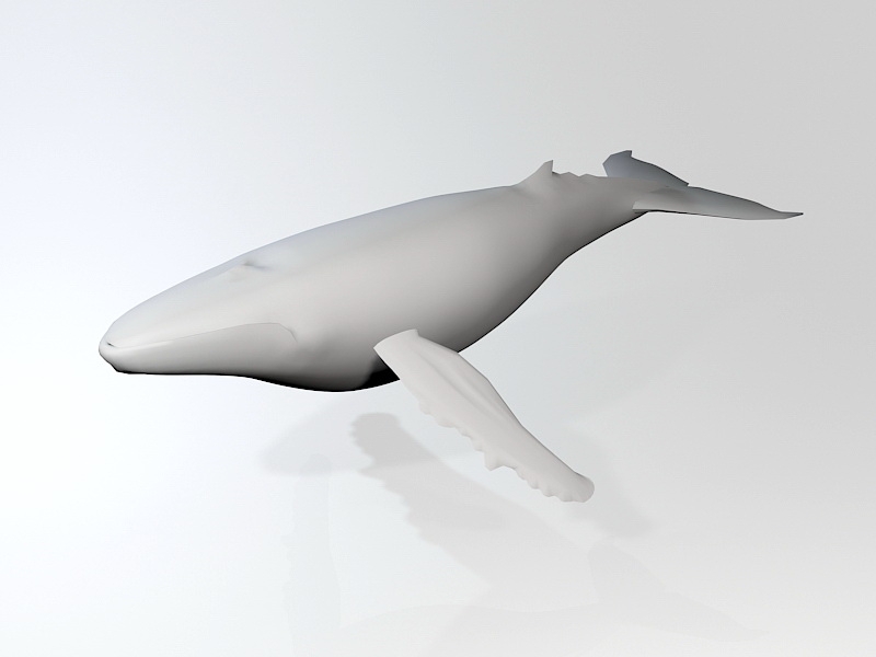 White Whale 3d model download — 3D model download