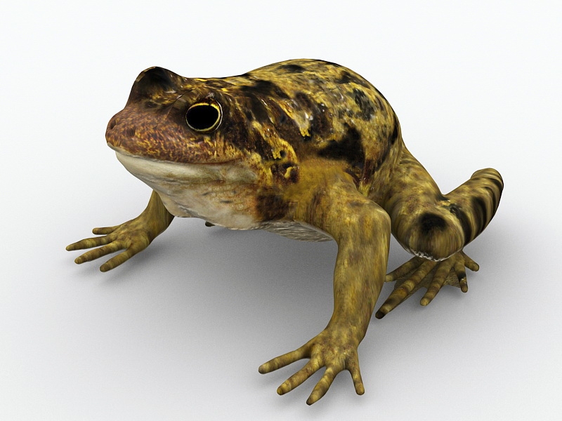 Common Garden Toad 3d model download — 3D model download