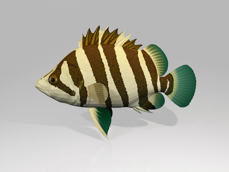 Siamese Tigerfish 3d model download — 3D model download