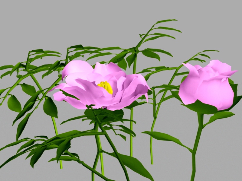 Peony Flower 3d model download — 3D model download