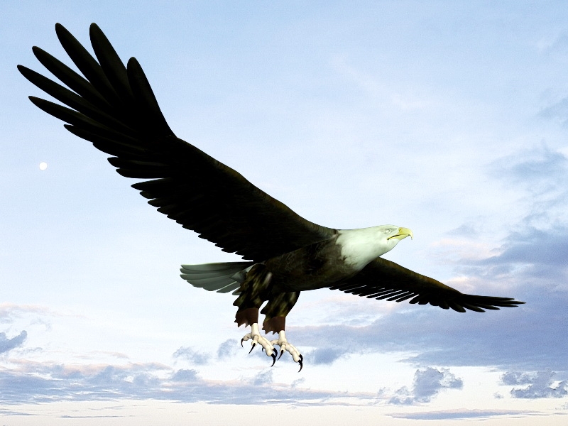 Bald Eagle Flying 3d model download — 3D model download