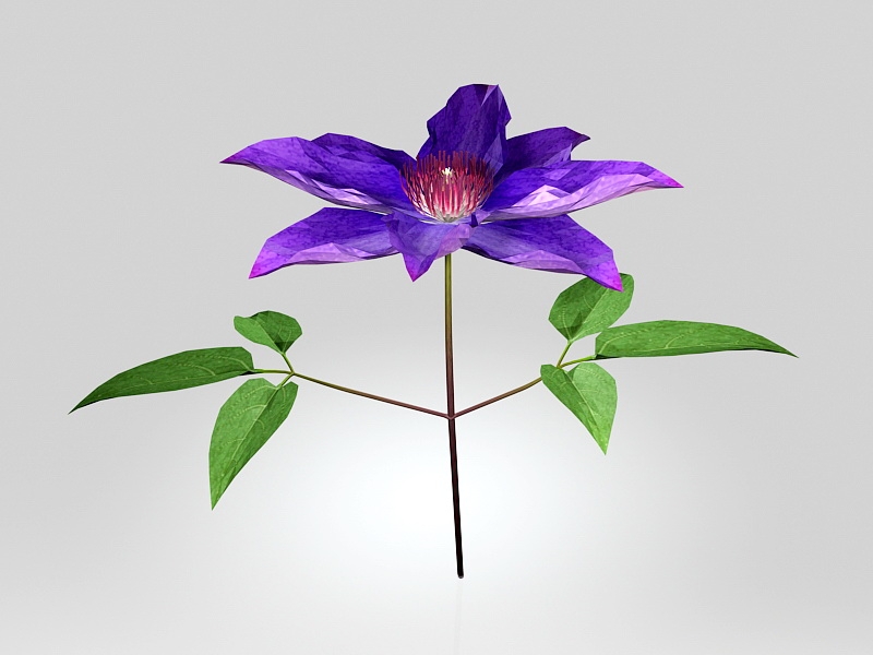 Clematis Flower 3d model download — 3D model download