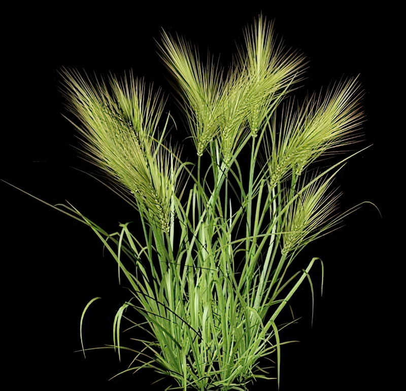 Wheat Plants 3d model download — 3D model download