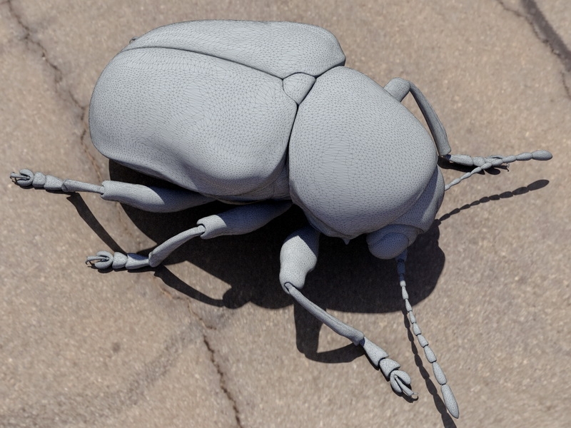 Water Scavenger Beetle 3d model download — 3D model download