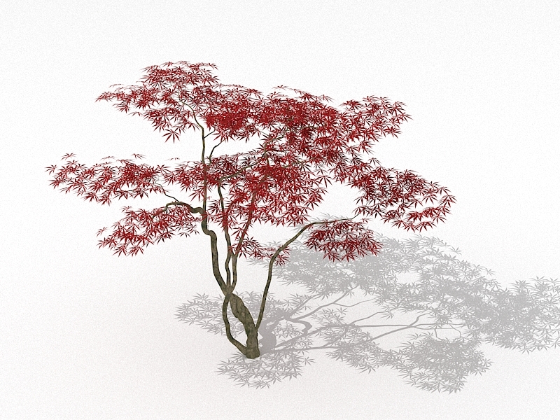 Japanese Red Maple Tree 3d model download — 3D model download