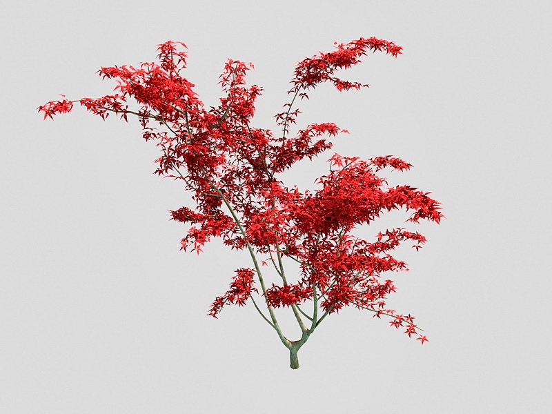 Ornamental Dwarf Japanese Maple Tree 3d model download — 3D model download
