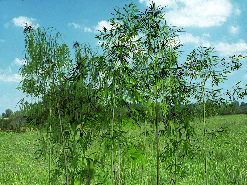 Bamboo Grove 3d model download — 3D model download