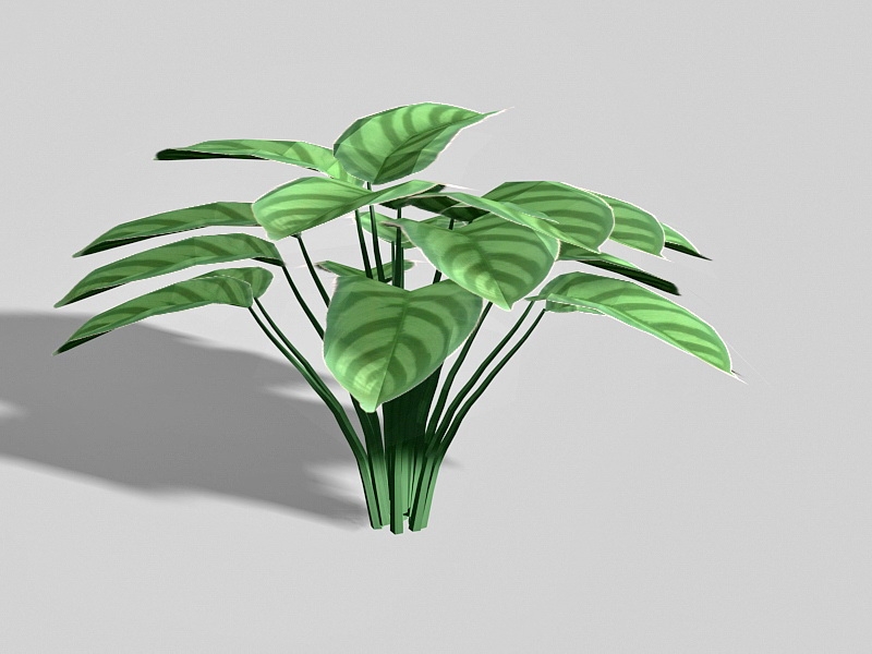 Calathea Zebrina Plant 3d model download — 3D model download