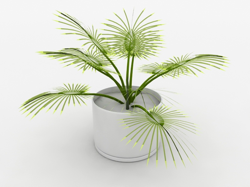 Palm Potted Plant 3d model download — 3D model download