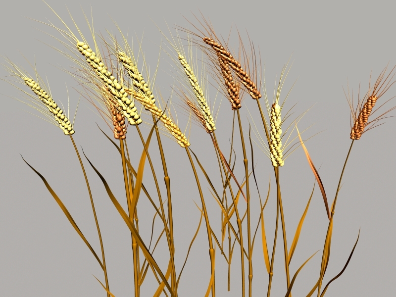 Nature Wheat 3d model download — 3D model download