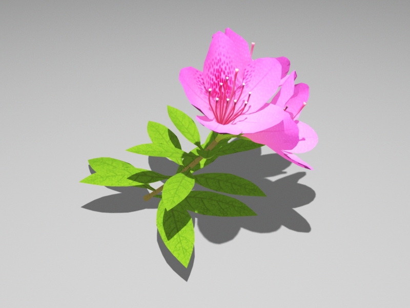 Pink Azalea Flower 3d model download — 3D model download