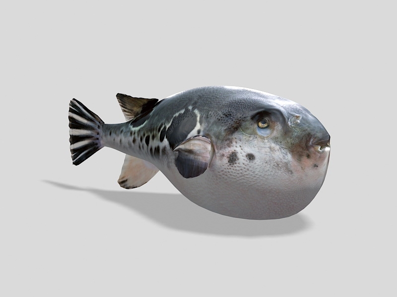 Big Puffer Fish 3d model download — 3D model download