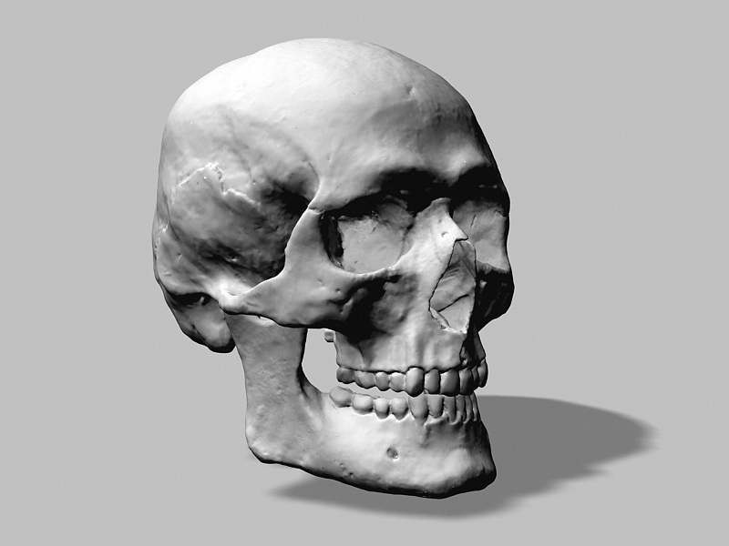 Human Skull 3d model download — 3D model download